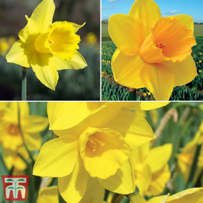 Daffodil (Narcissus) Cornish Continuity Collection 30 Bulbs