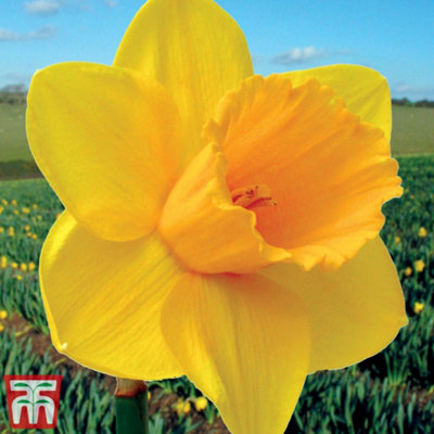 Daffodil (Narcissus) Cornish Trelawney Gold 10 Bulbs