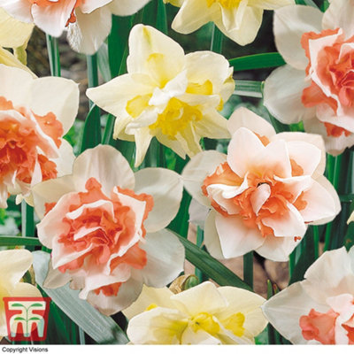 Daffodil (Narcissus) Double Duo 20 Bulbs