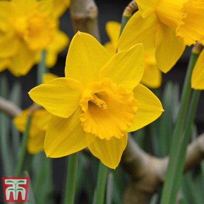 Daffodil (Narcissus) Golden King Alfred 10 Bulbs | DIY At B&Q