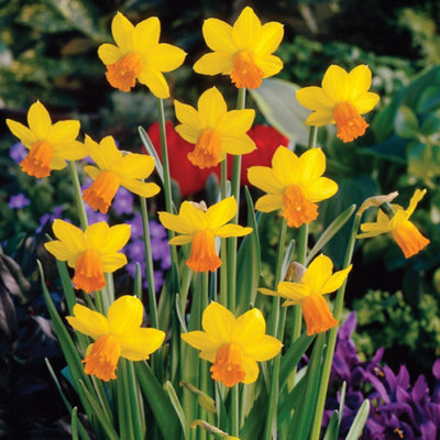 Daffodil (Narcissus) Jetfire 100 Bulbs