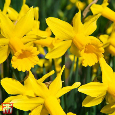 Daffodil (Narcissus) Peeping Tom 10 Bulbs (Size 12/14)