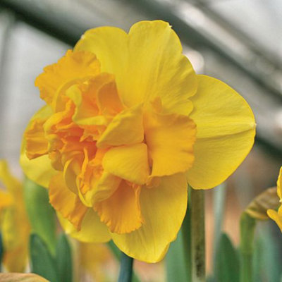 Daffodil (Narcissus) Raffles 10 Bulbs (Size 12/14)