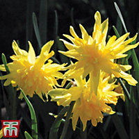 Daffodil (Narcissus) Rip Van Winkle 25 Bulbs (Size 8/10)