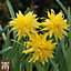 Daffodil (Narcissus) Rip Van Winkle 25 Bulbs (Size 8/10)