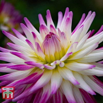 Dahlia Badger Twinkle - 1 Tuber