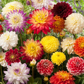 Dahlia Cactus Mixed, 5  Amazing Colours, Easy to Grow from 5 Tubers