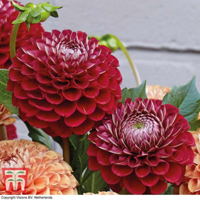 Dahlia Cornel 6 Tubers (Size 1)