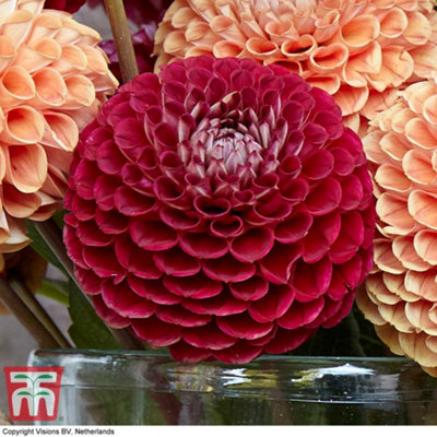 Dahlia Cornel 6 Tubers (Size 1)