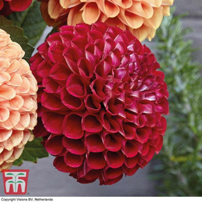 Dahlia Cornel 6 Tubers (Size 1)
