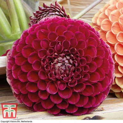 Dahlia Cornel 6 Tubers (Size 1)