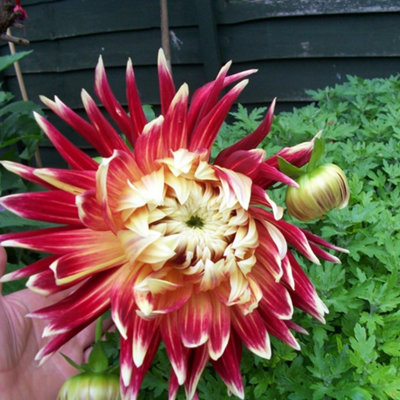 Dahlia Dinner Plate Akita 6 Tubers