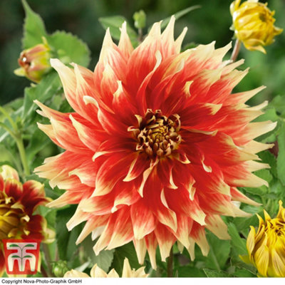 Dahlia Dinner Plate Bodacious 1 Tuber (Size 1)