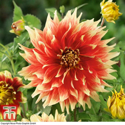 Dahlia Dinner Plate Collection - 5 Tubers