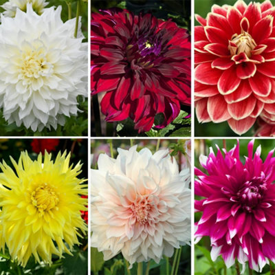 Dahlia Dinner Plate Collection 6 Tubers + Incredibloom 100g