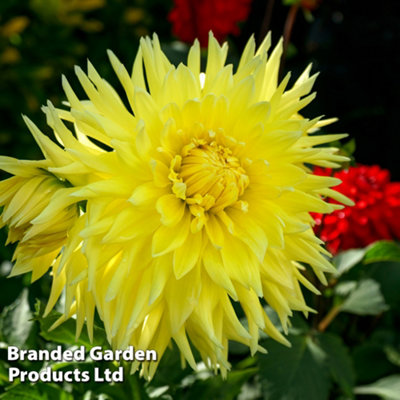 Dahlia Dinner Plate Wanda's Capella 1 Tuber - Summer Flowering | DIY at B&Q