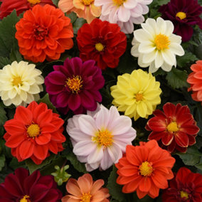 Dahlia Figaro Mix Colourful Flowering Garden Ready Bedding Plants 6 Pack