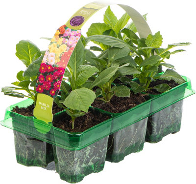 Dahlia Figaro Mix Colourful Flowering Garden Ready Bedding Plants 6 Pack