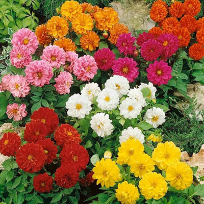 Dahlia Figaro Mix Colourful Flowering Garden Ready Bedding Plants 6 Pack - 3