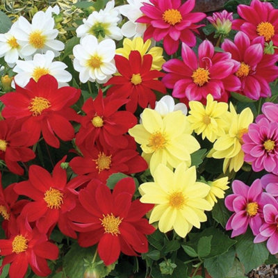 Dahlia Figaro Mix Colourful Flowering Garden Ready Bedding Plants 6 Pack - 4