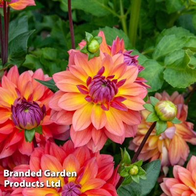 Dahlia Fire Pot 1 Tuber - Summer Flowering
