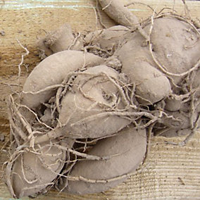 dahlia-great-silence-2-tubers- dahlia-great-silence-2-tubers-