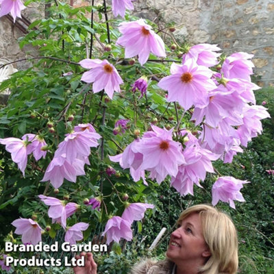 Dahlia Imperialis Tree Dahlia 2 Bulbs  - Summer Flowering