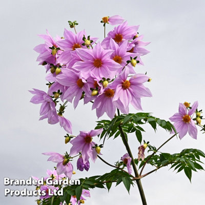 Dahlia Imperialis Tree Dahlia 2 Bulbs  - Summer Flowering