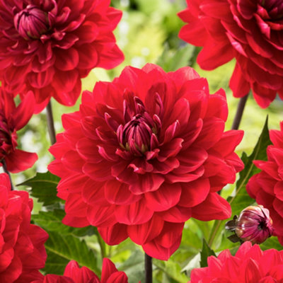 Dahlia Karma Amora 1 Tuber  - Summer Flowering