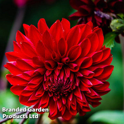 Dahlia Karma Amora 1 Tuber  - Summer Flowering