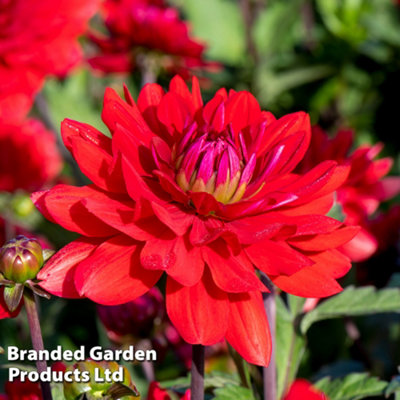 Dahlia Karma Amora 1 Tuber  - Summer Flowering