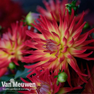 Dahlia Labella Maggiore Fire 3 Jumbo Plug Plants 30mm