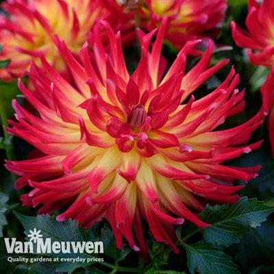 Dahlia Labella Maggiore Fire 3 Jumbo Plug Plants 30mm