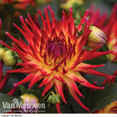 Dahlia Labella Maggiore Fire 3 Jumbo Plug Plants 30mm