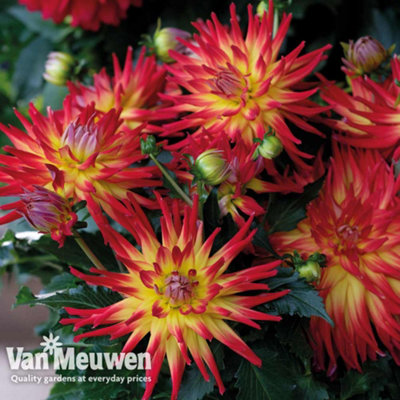 Dahlia Labella Maggiore Fire 9 Jumbo Plug Plants 30mm