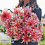 Dahlia Labyrinth 1 Tuber  - Summer Flowering