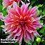 Dahlia Labyrinth 1 Tuber  - Summer Flowering