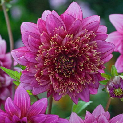 Dahlia Mambo 1 Tuber (Size 1)  - Summer Flowering