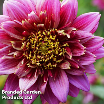 Dahlia Mambo 3 Tubers (Size 1)  - Summer Flowering