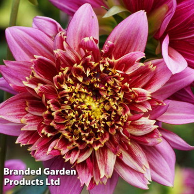 Dahlia Mambo 3 Tubers (Size 1)  - Summer Flowering