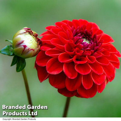 Dahlia Maroon Fox 1 Tuber - Summer Flowering