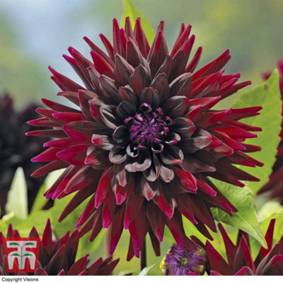Dahlia Nuit d Ete 3 Tubers (Size 1)  - Summer Flowering