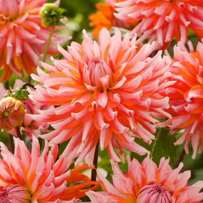 Dahlia Orange Turmoil 1 Tuber (Size 1)  - Summer Flowering