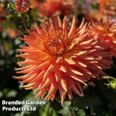 Dahlia Orange Turmoil 6 Tubers (Size 1)  - Summer Flowering