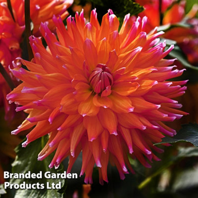 Dahlia Orange Turmoil 6 Tubers (Size 1)  - Summer Flowering
