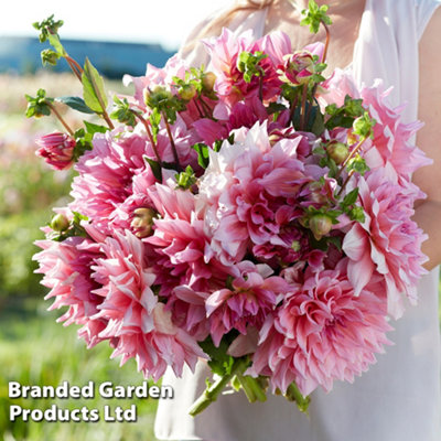Dahlia Otto's Thrill 2 Tubers  - Summer Flowering