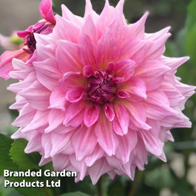 Dahlia Otto's Thrill 2 Tubers  - Summer Flowering