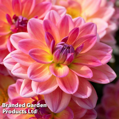 Dahlia Pacific View - 3 Tubers