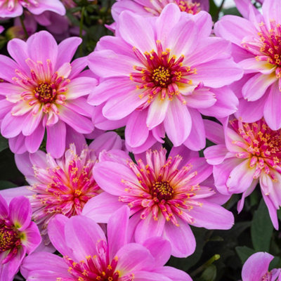 Dahlia Starburst Pink Plugs Set of 6 Plug Plants