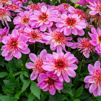 Dahlia Starburst Pink Plugs Set of 6 Plug Plants